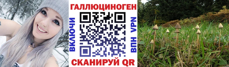Псилоцибиновые грибы Psilocybe  Ноябрьск 